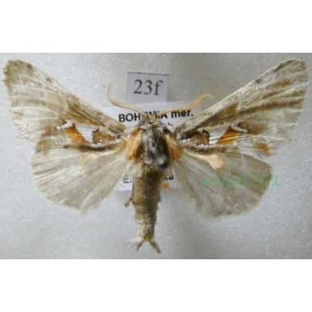 Spatalia argentina (Denis & Schiffermüller, 1775) male Naramiennica srebrnica Czech23f